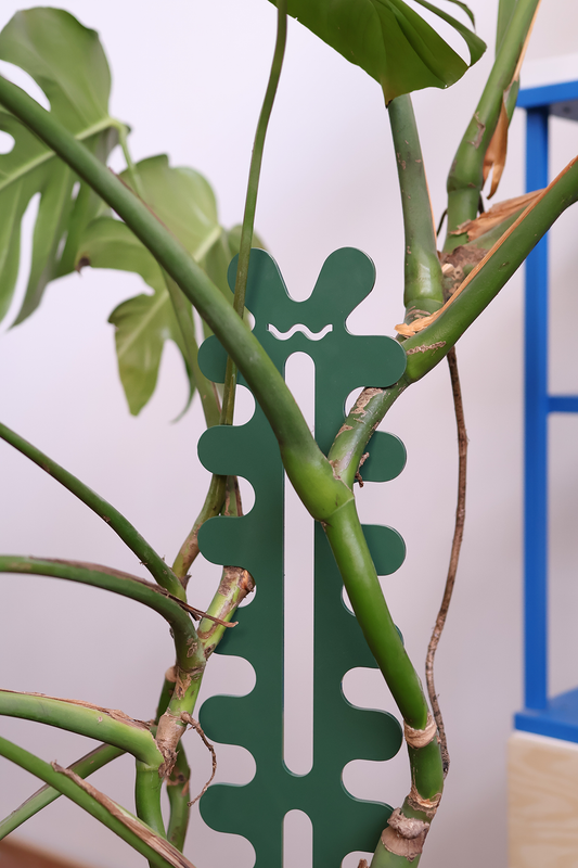 Fishbone Cactus - Large - Forest Green