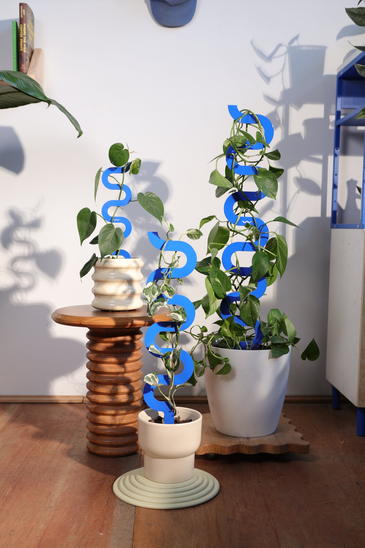 Boa III Plant Stake - Cobalt (Large)