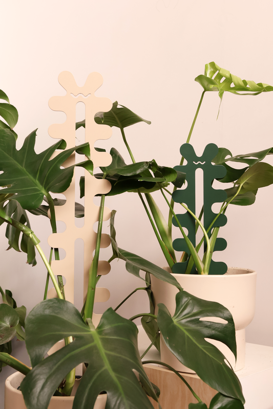 Fishbone Cactus - Bundle - Cream & Forest Green