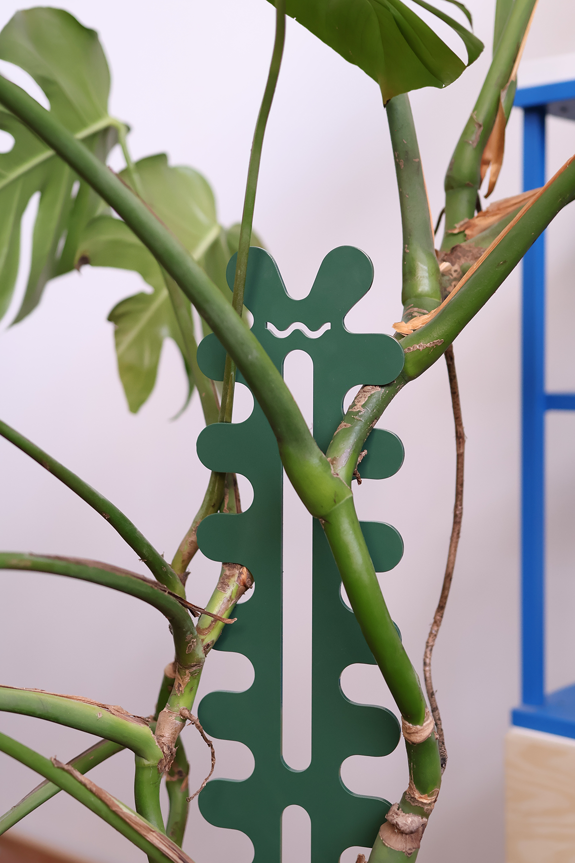 Fishbone Cactus - Large - Forest Green