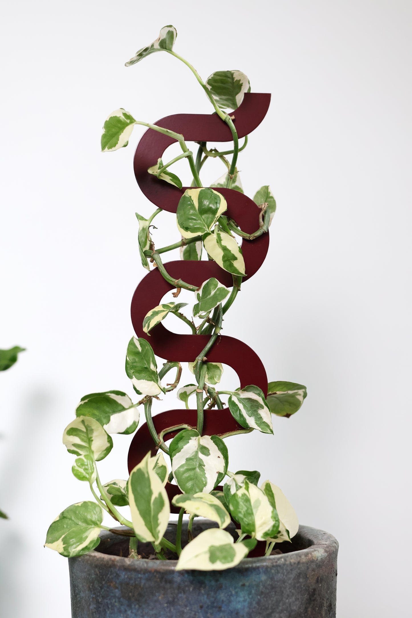 Boa III Small Plant Stake  - Claret
