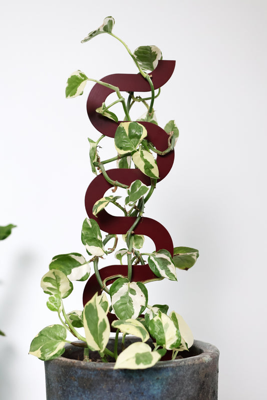 Boa III Small Plant Stake  - Claret