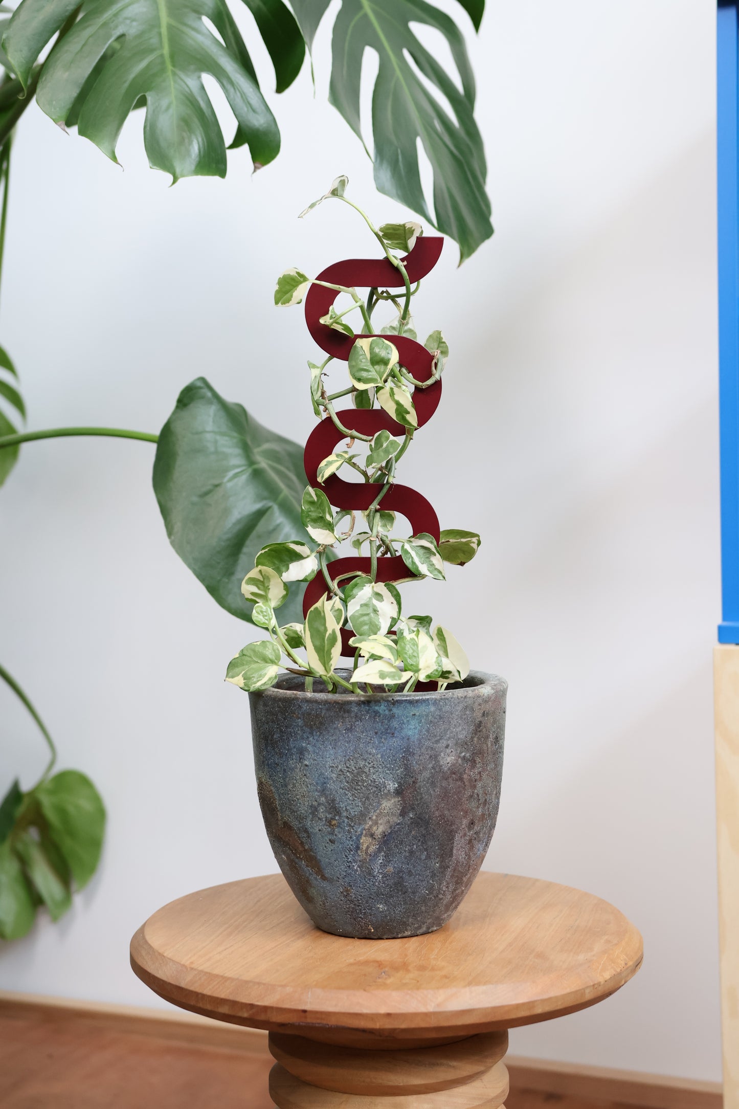 Boa III Small Plant Stake  - Claret