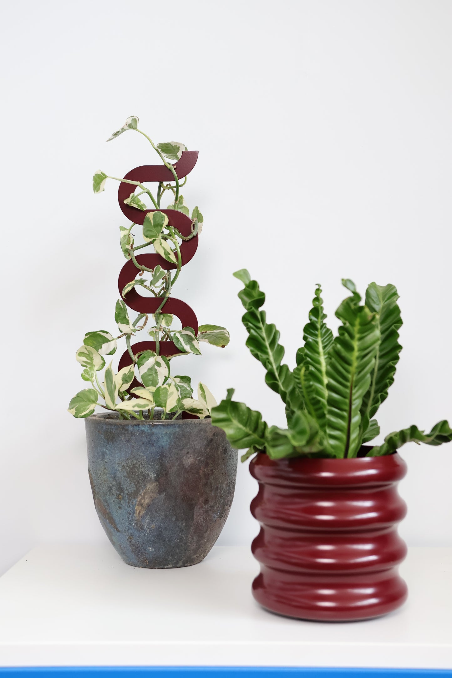 Boa III Small Plant Stake  - Claret