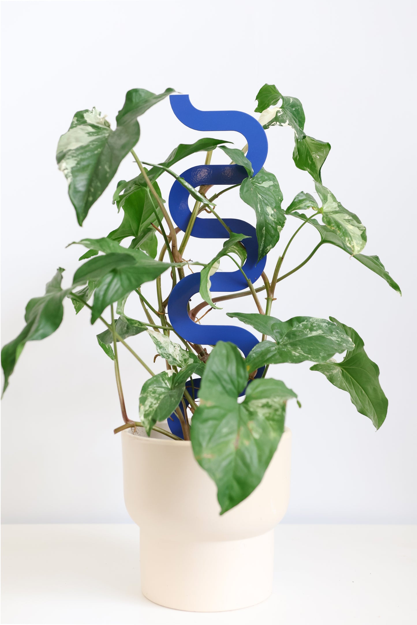 Boa III Small Plant Stake  - Triple Pack