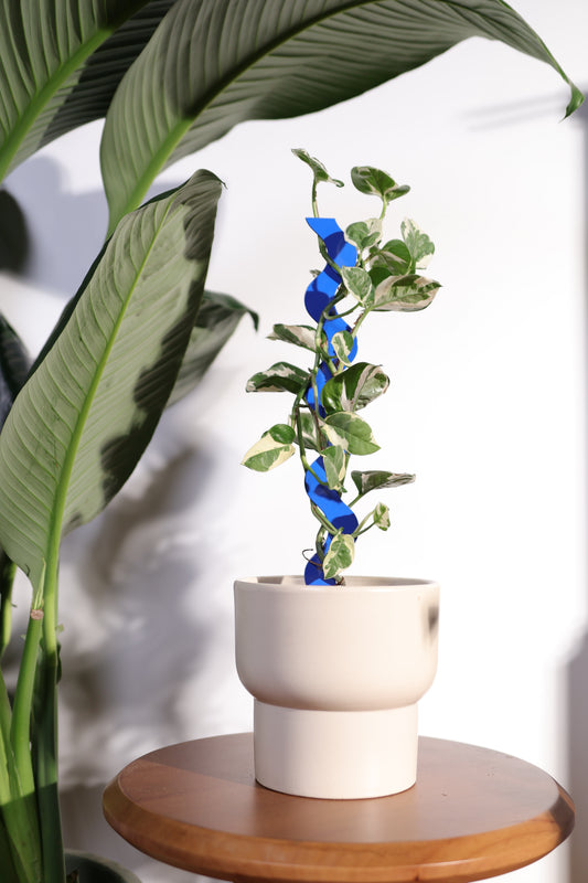 Wave III Plant Stake - Cobalt