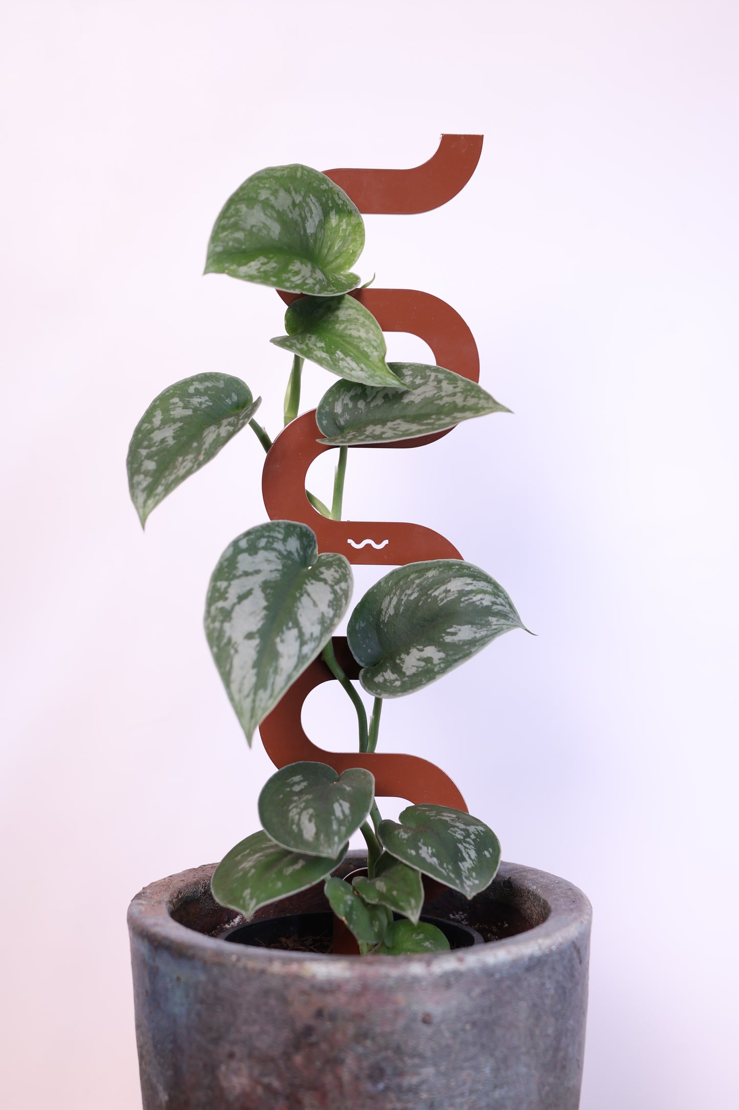 Boa III Small Plant Stake  - Triple Pack