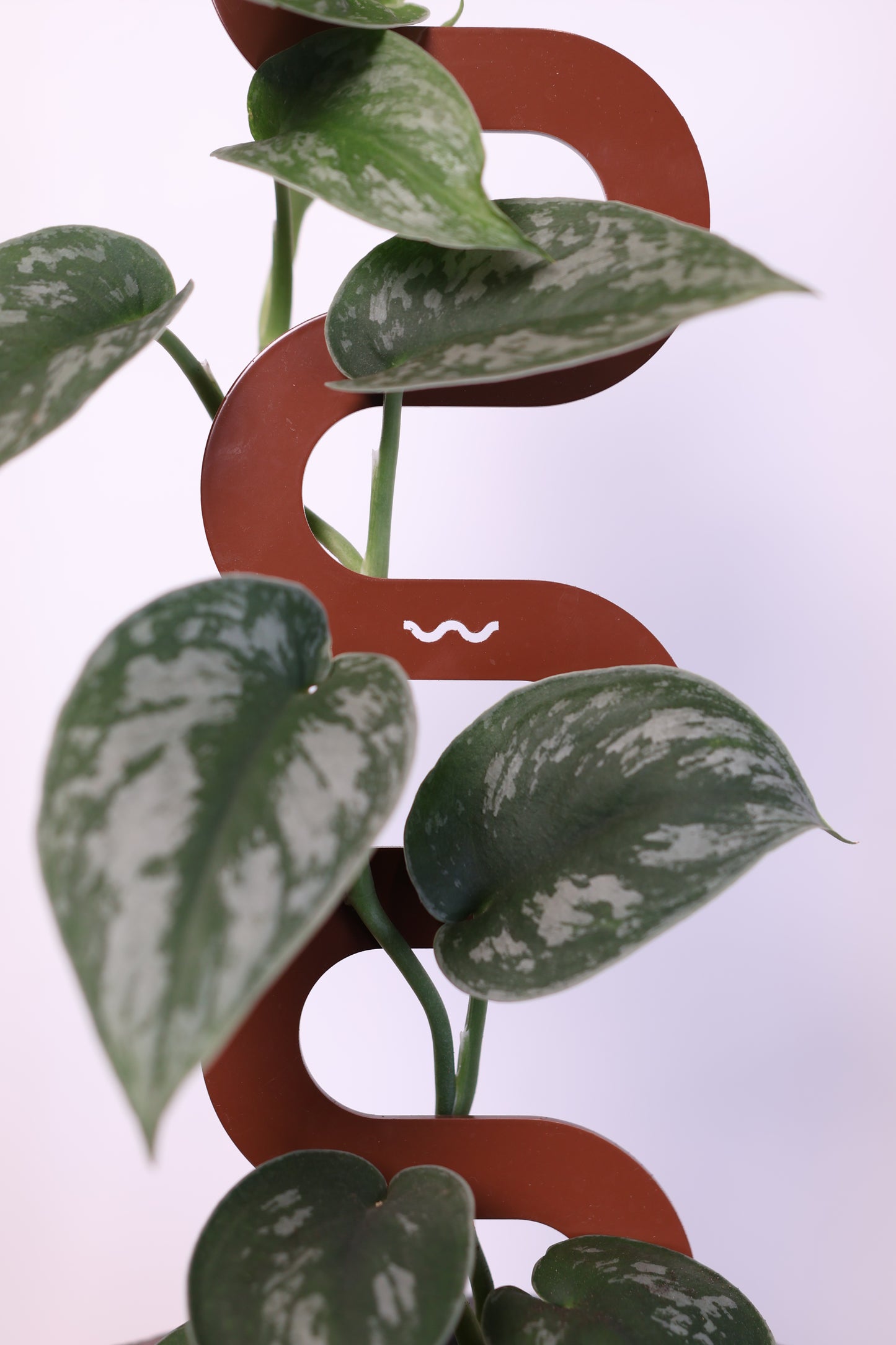 Boa III Small Plant Stake  - Terrain