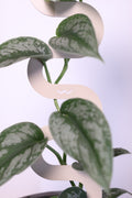 Free gift preview