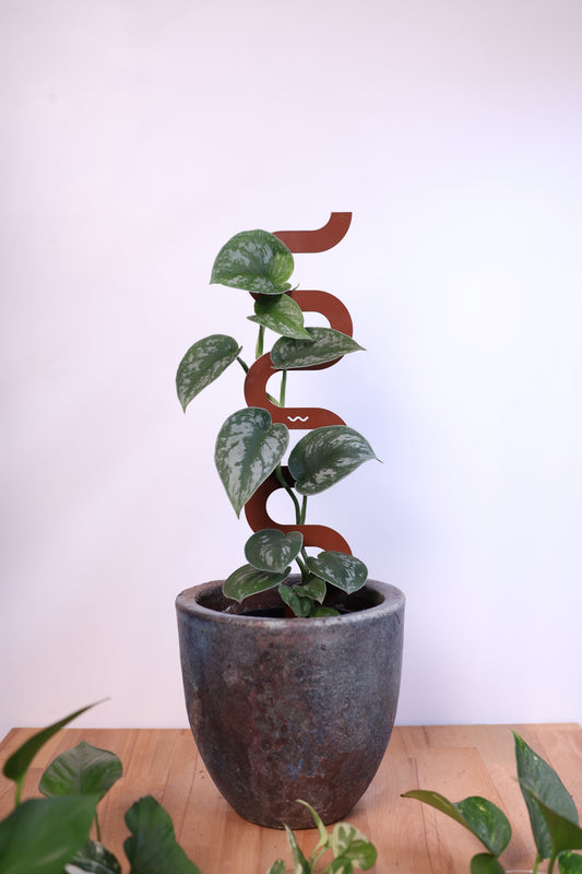 Boa III Small Plant Stake  - Terrain